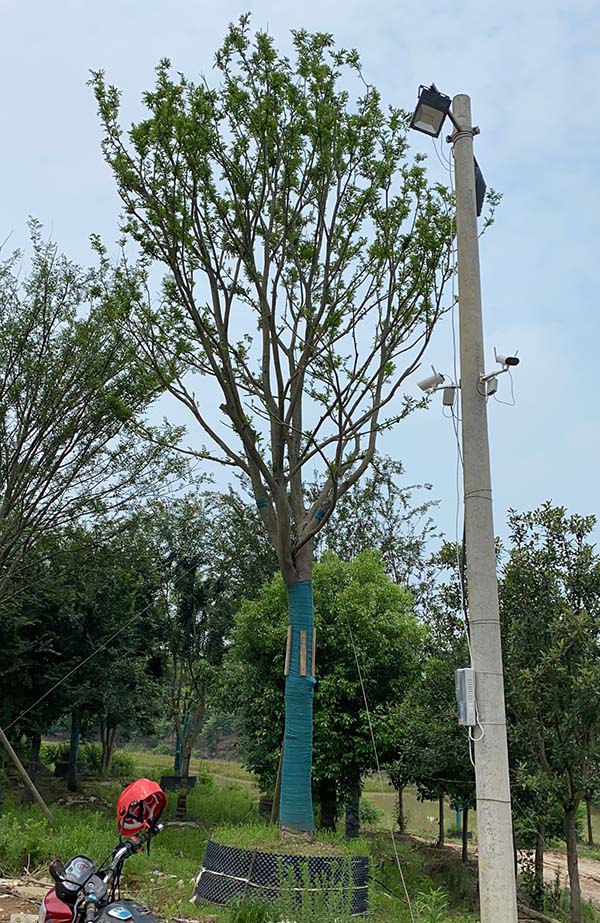 荊州市綠梅園林綠化有限公司